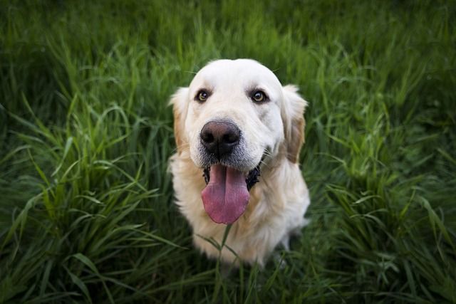 is it bad for puppies to eat grass