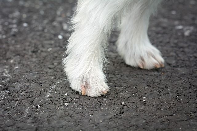 Why Do Dog Feet Smell Like Fritos Corn Chips? - DogCrunch