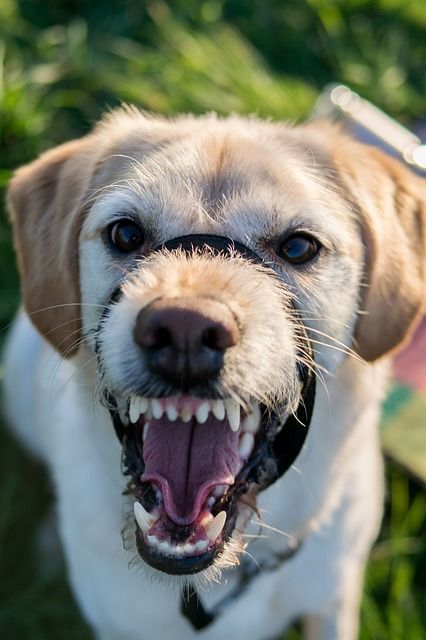 the-real-meaning-behind-different-dog-noises-dogcrunch