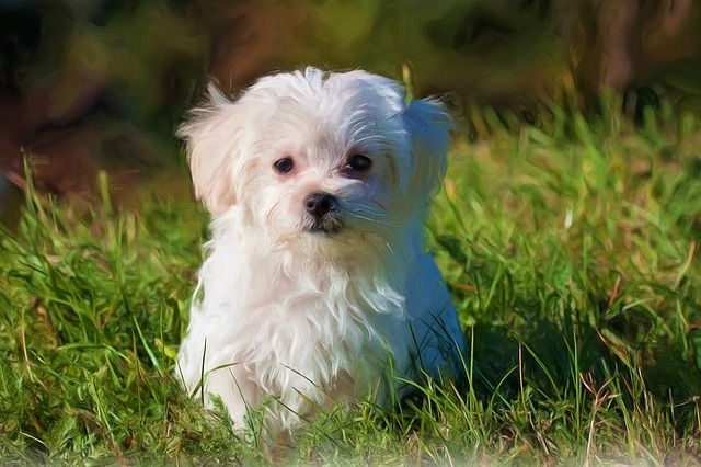 maltese terrier