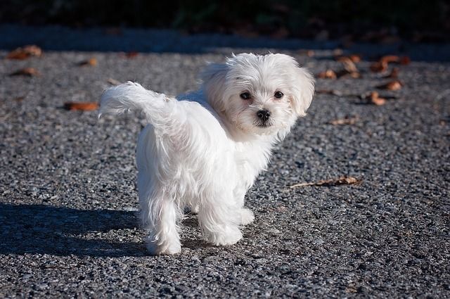 is maltese a terrier