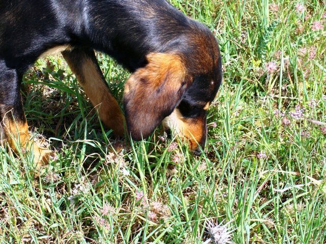 are weeds bad for dogs to eat