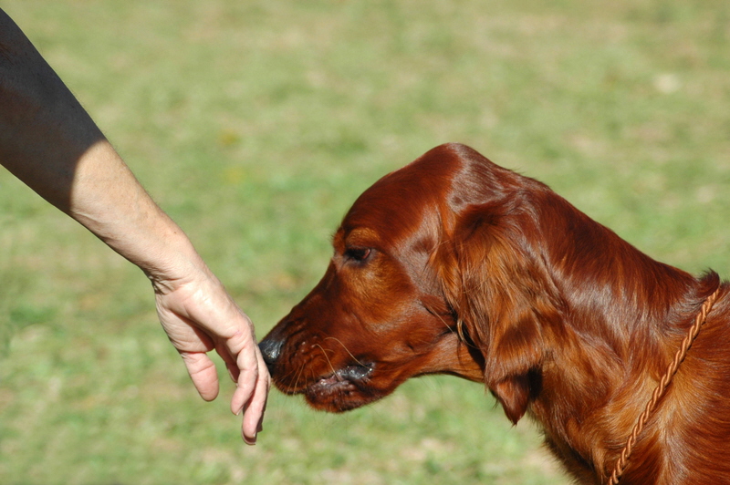 how-much-better-is-a-dog-s-sense-of-smell-than-humans-dogcrunch