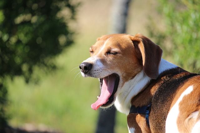 Are Dogs’ Mouths Cleaner Than Humans?