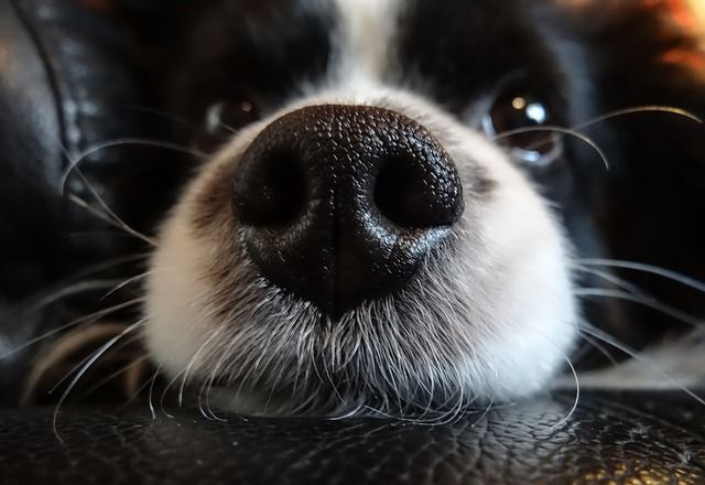 Why Do Dogs Have Wet Noses?