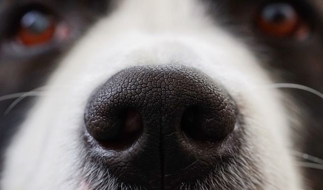 how-much-better-is-a-dog-s-sense-of-smell-than-humans-dogcrunch