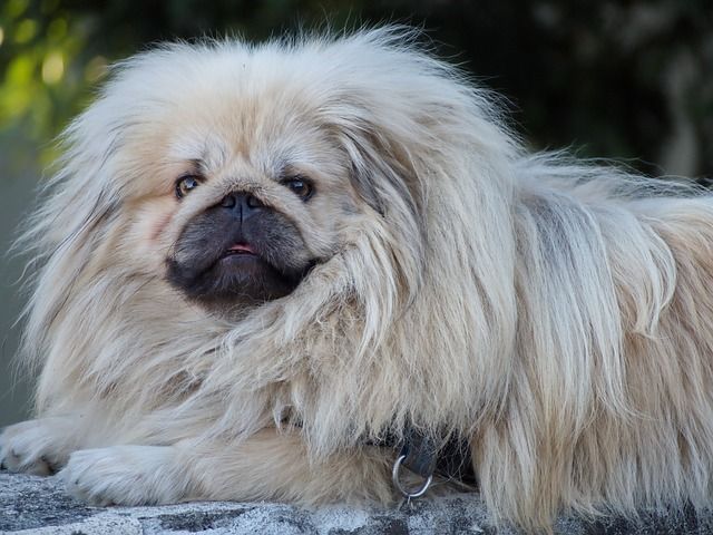 what does pekingese sound like