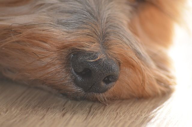 How Much Better is a Dog’s Sense of Smell than Humans?