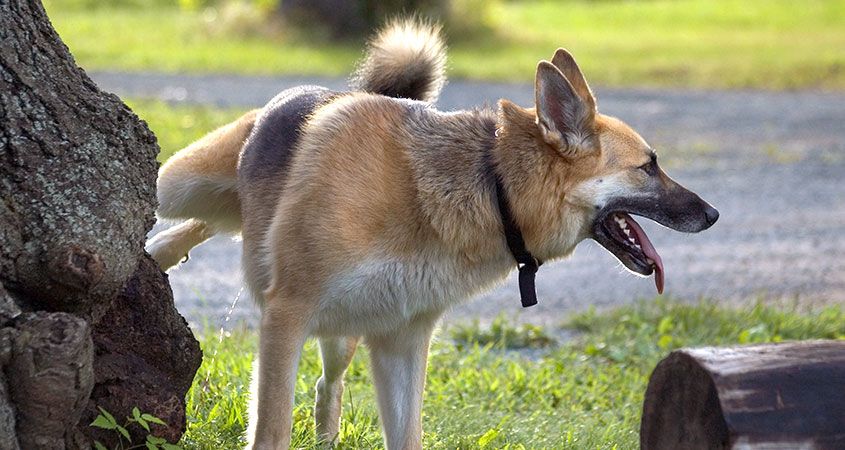 why-do-dogs-urinate-on-road-understanding-urine-marking-dogcrunch