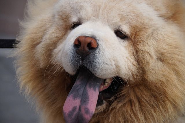 black tongue dog chow