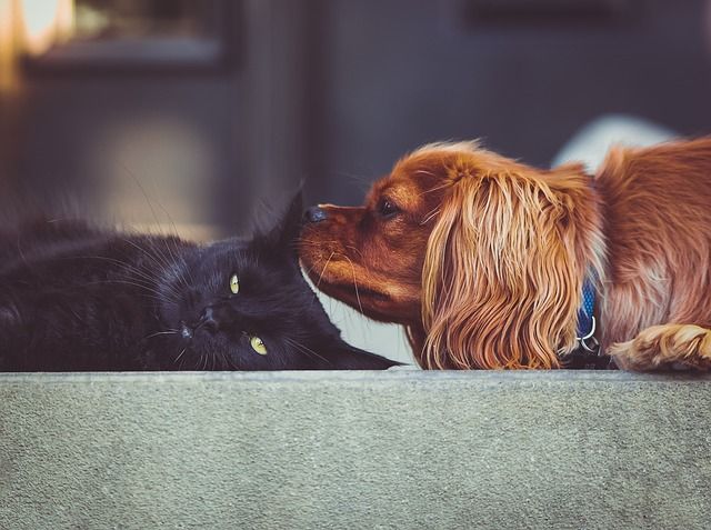 Why Do Dogs Hate Cats? – The Scientific Story!