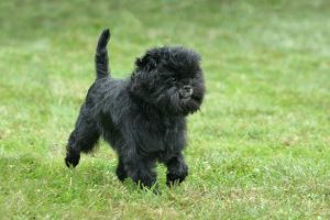 7 Unique Characteristics of Affenpinscher Dogs