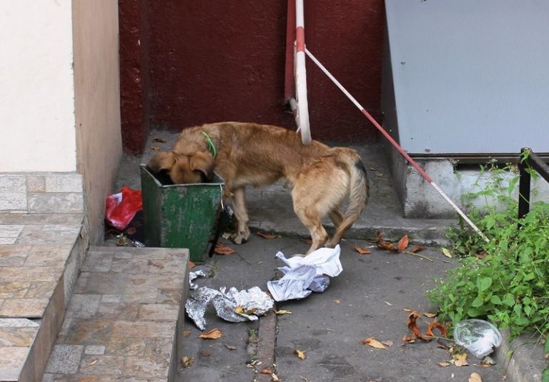 21 Common Dog Behavior Problems and Solutions DogCrunch