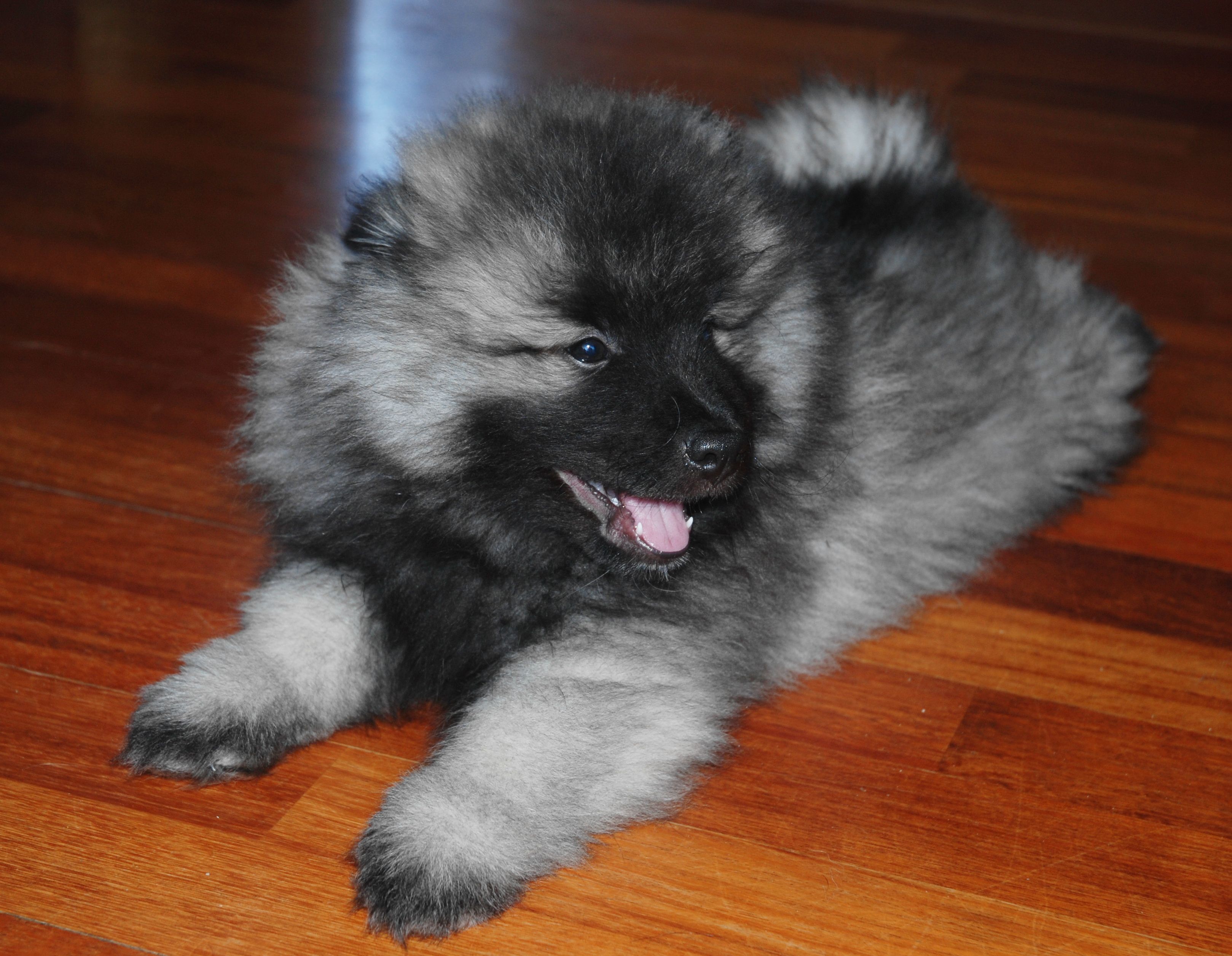 how much is a keeshond dog