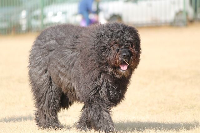 7 Unique Characteristics of Barbet Dogs - DogCrunch