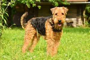 8 Unique Characteristics of Airedale Terriers