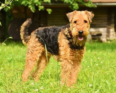 8 Unique Characteristics of Airedale Terriers