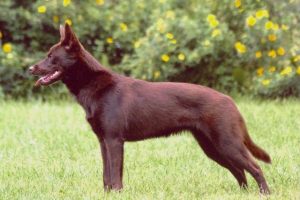 5 Unique Characteristics of an Australian Kelpie