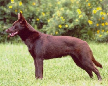 5 Unique Characteristics of an Australian Kelpie