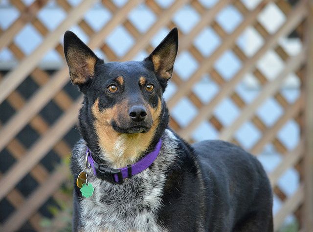 5-unique-characteristics-of-an-australian-kelpie-dogcrunch