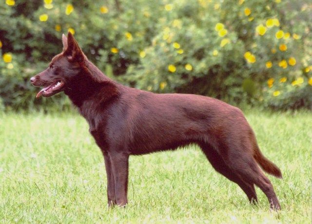 australian kelpie shedding