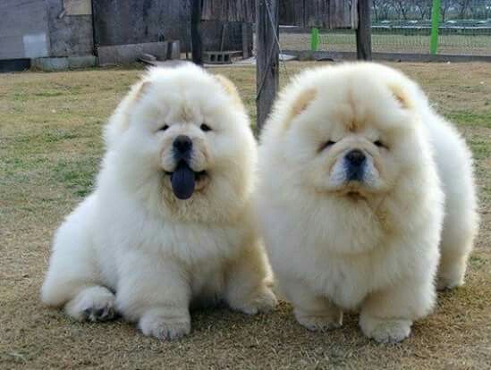 chow chow shedding