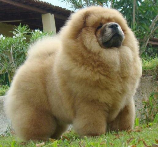 chow chow with no hair