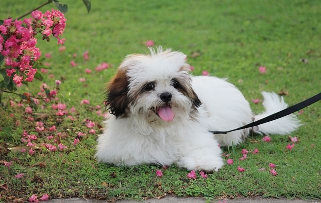 tibetan apso dog