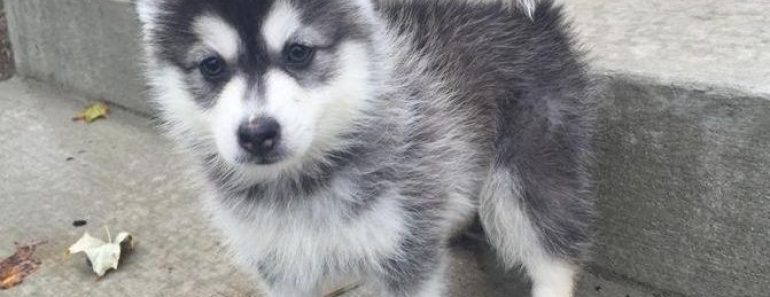 7 Unique Characteristics of Pomsky Dogs