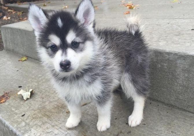 pomsky dog