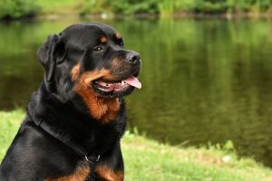 7 Unique Characteristics Of Rottweiler Dogs