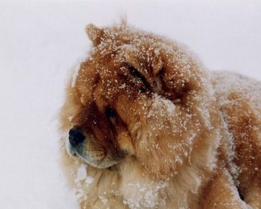 6 Unique Characteristics Of A Chow Chow Dog