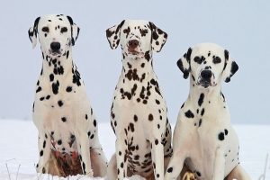 7 Unique Characteristics of A Dalmatian Dog