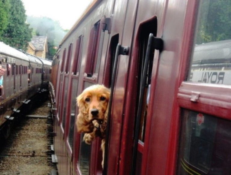 dog travel in train india