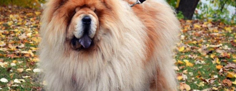 32 Interesting Facts About Chow Chow Dogs