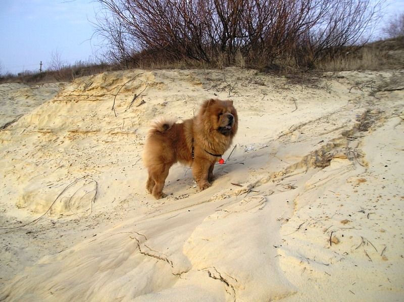 32 Interesting Facts About Chow Chow Dogs Dogcrunch