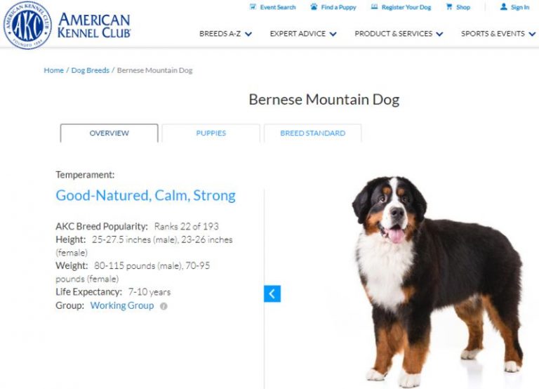 21 Interesting Facts About Bernese Mountain Dog DogCrunch