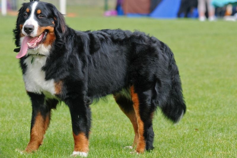 all about bernese mountain dogs