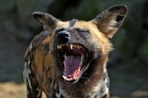 19 Interesting Facts About African Wild Dogs