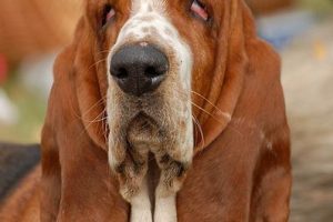 38 Interesting Facts About Basset Hounds