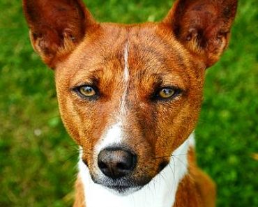 37 Interesting Facts About Basenjis