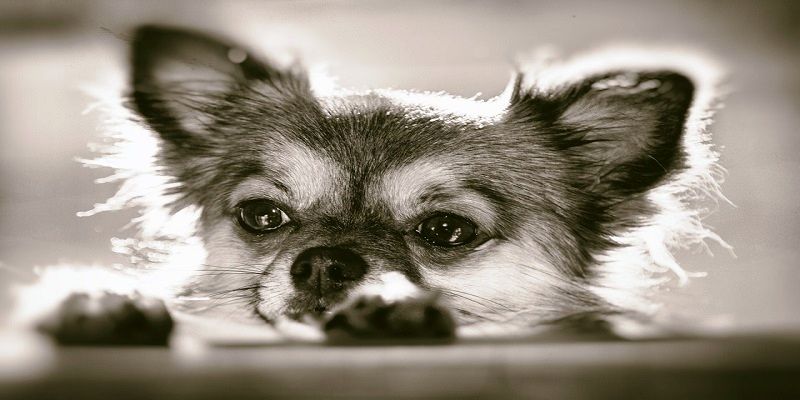 54 Interesting Facts About Chihuahuas - DogCrunch