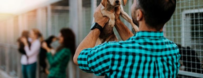 Dog Adoption 101: A Complete Step-by-Step Guide