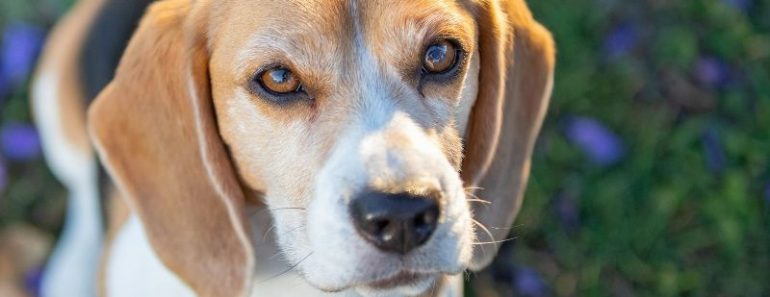 Beagle Dog Price in Bhopal