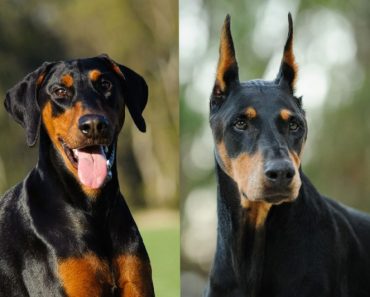 Why Dog Ear Cropping is Done?