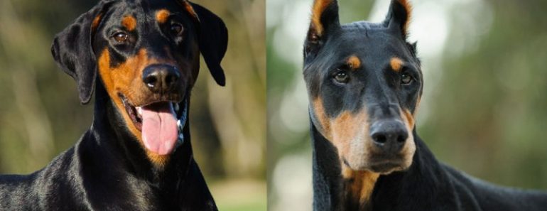 Why Dog Ear Cropping is Done?