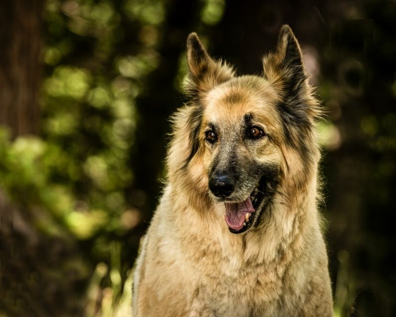 irish wolfhound german shepherd mix