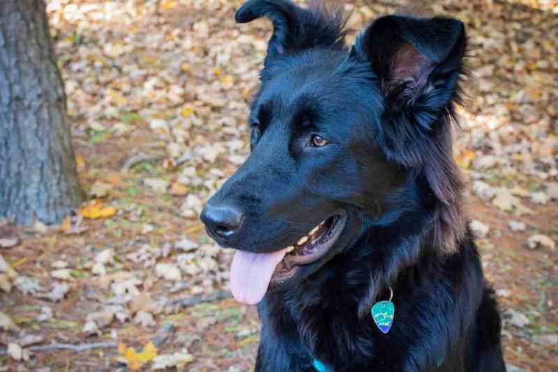 Steel Blue German Shepherd History, Characteristics & More - DogCrunch