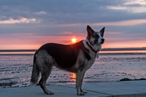 German Shepherd Husky Mix: History, Characteristics and Temperament
