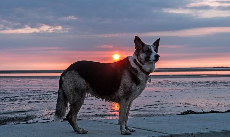 German Shepherd Husky Mix: History, Characteristics and Temperament